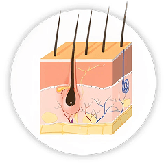 Catagen (Transition Phase)